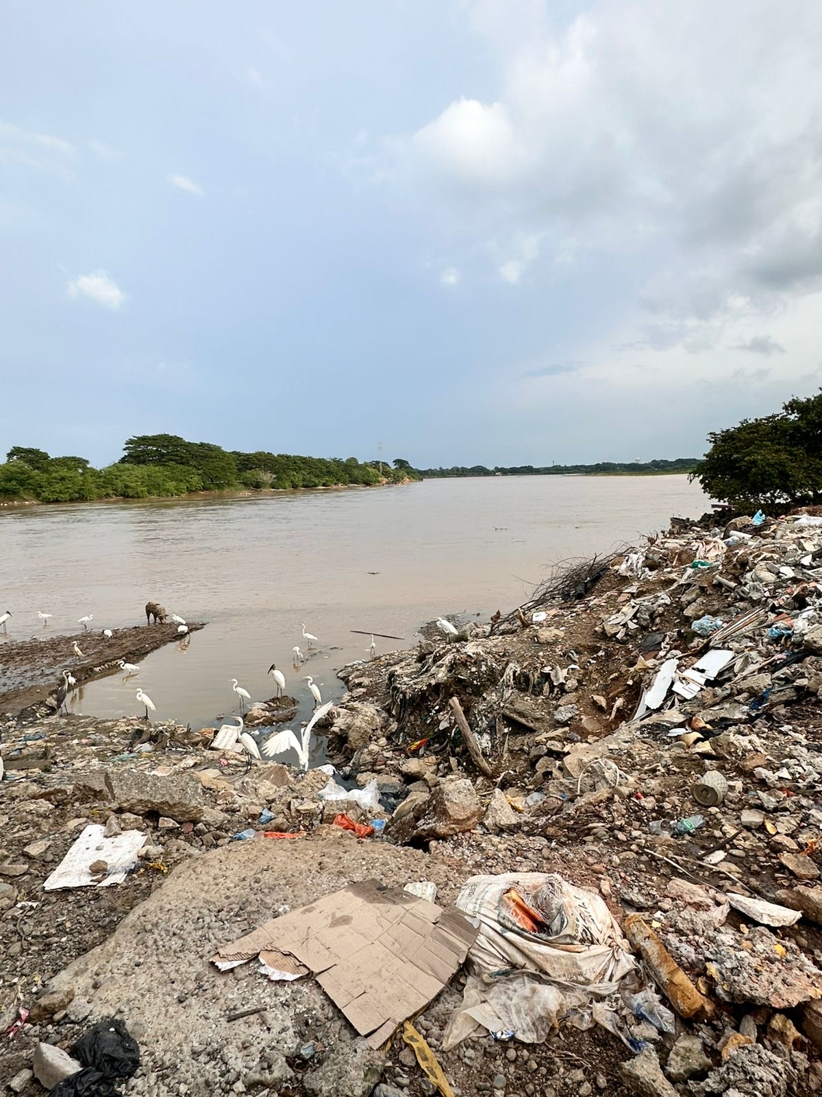 Egrets near waste on the riverbank