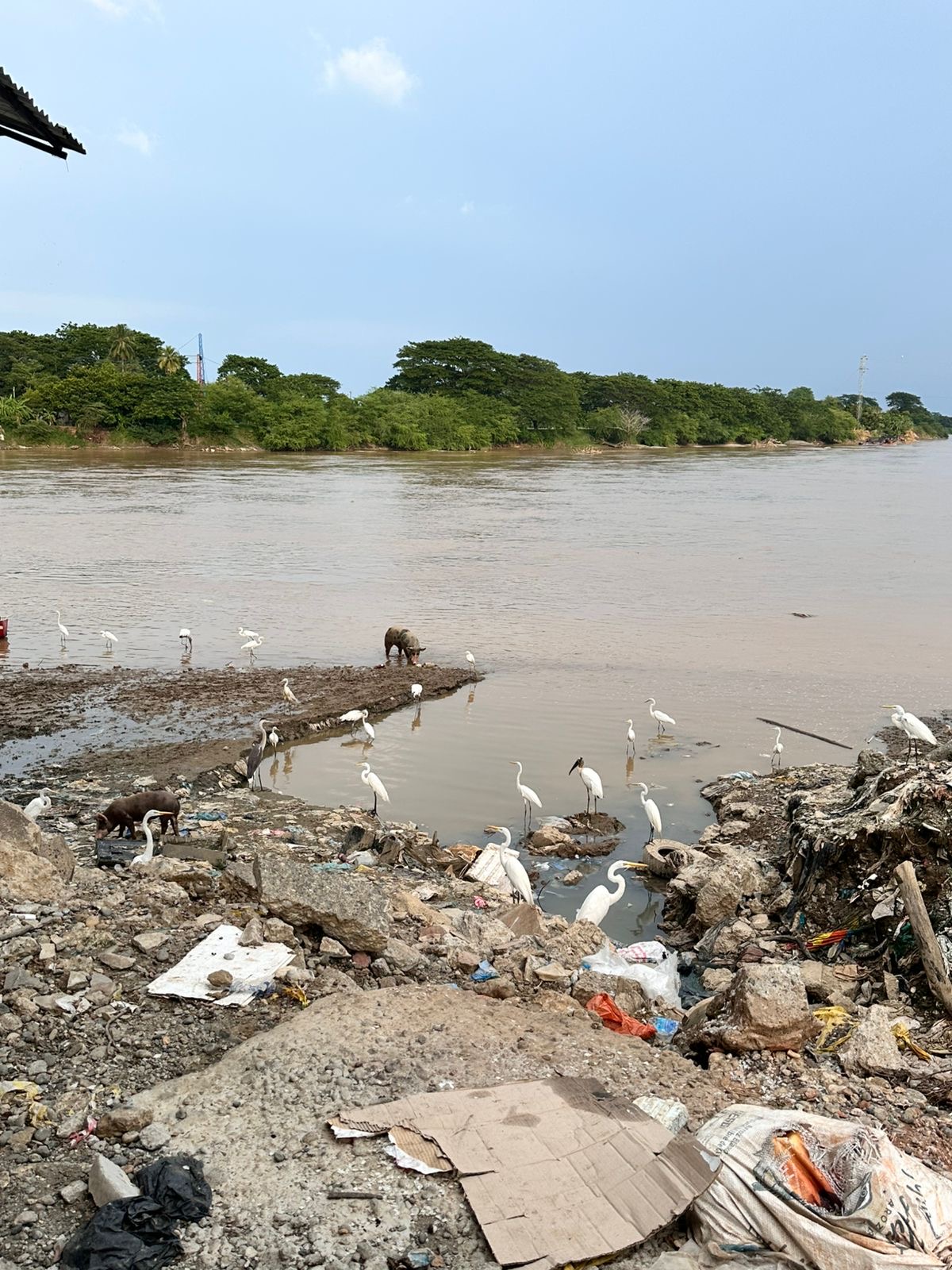 Riverbank with egrets and debris